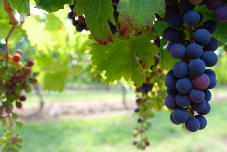 viticulture - BioActive Soils