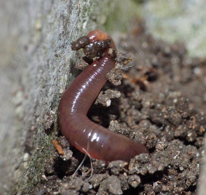 Benefits of Earthworms - BioActive Soils