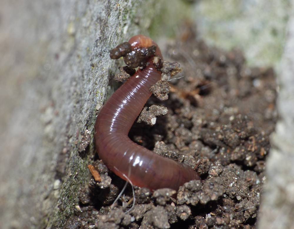 Benefits of Earthworms - Earthworm Population - Bio Active Soils