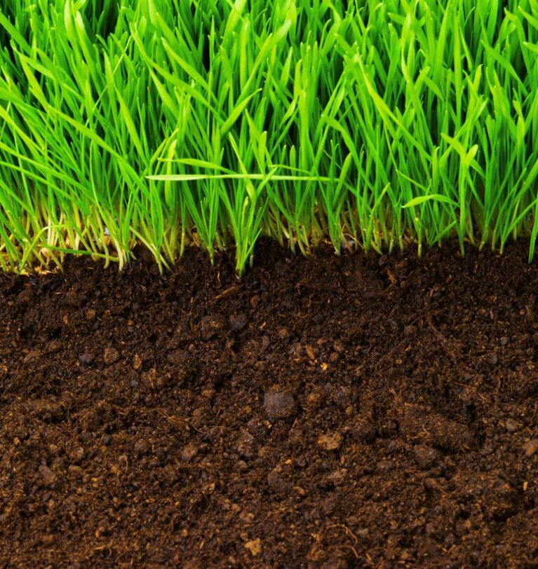Soil Biology And Health