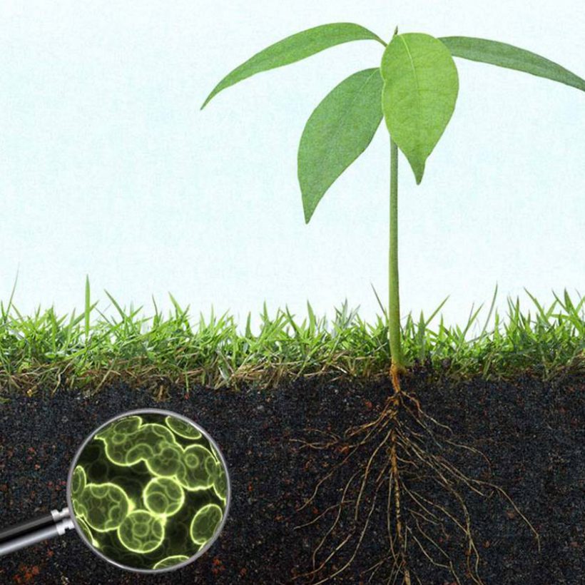 Soil Microbes - BioActive Soils