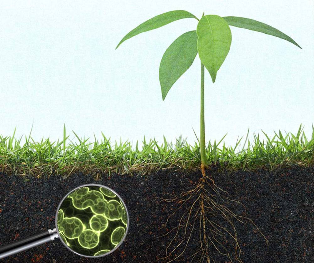 Soil Microbes - BioActive Soils