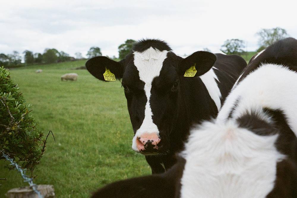 Dairy Farming - BioActive Soils