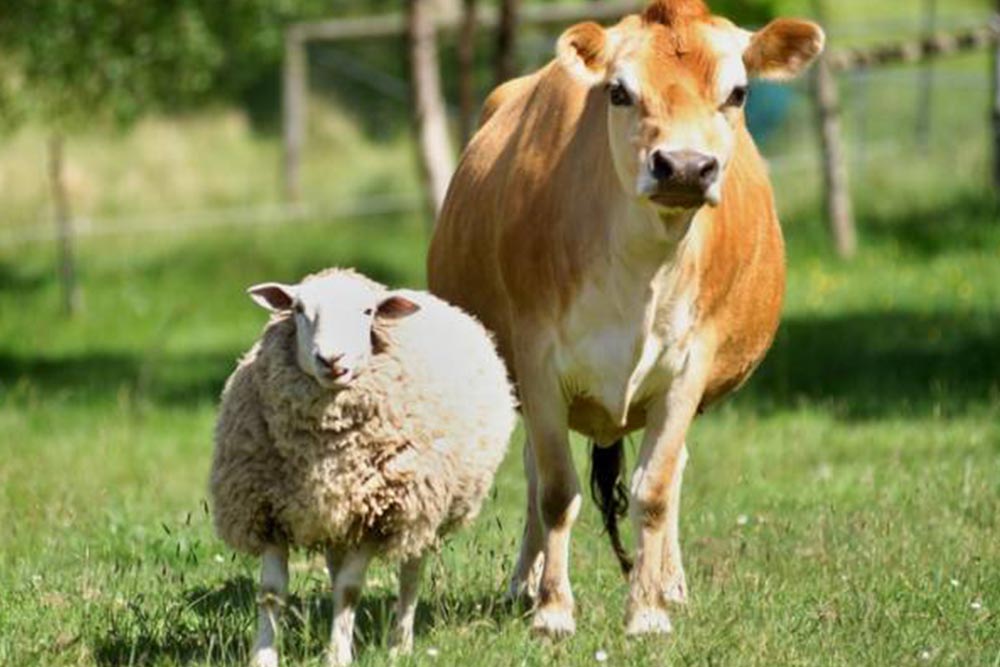 Sheep & Beef - BioActive Soils