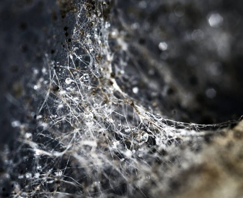 Why Mycelium is Important