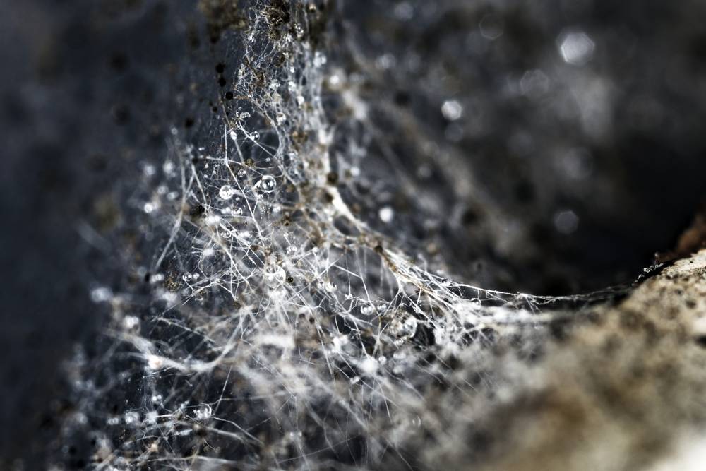 Why Mycelium is Important