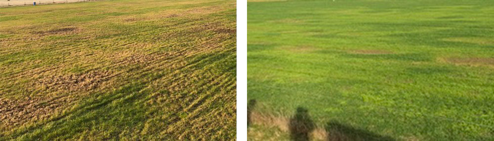 grass grub paddock issue - before and after 1 treatment of BioPest ( 2 months)
