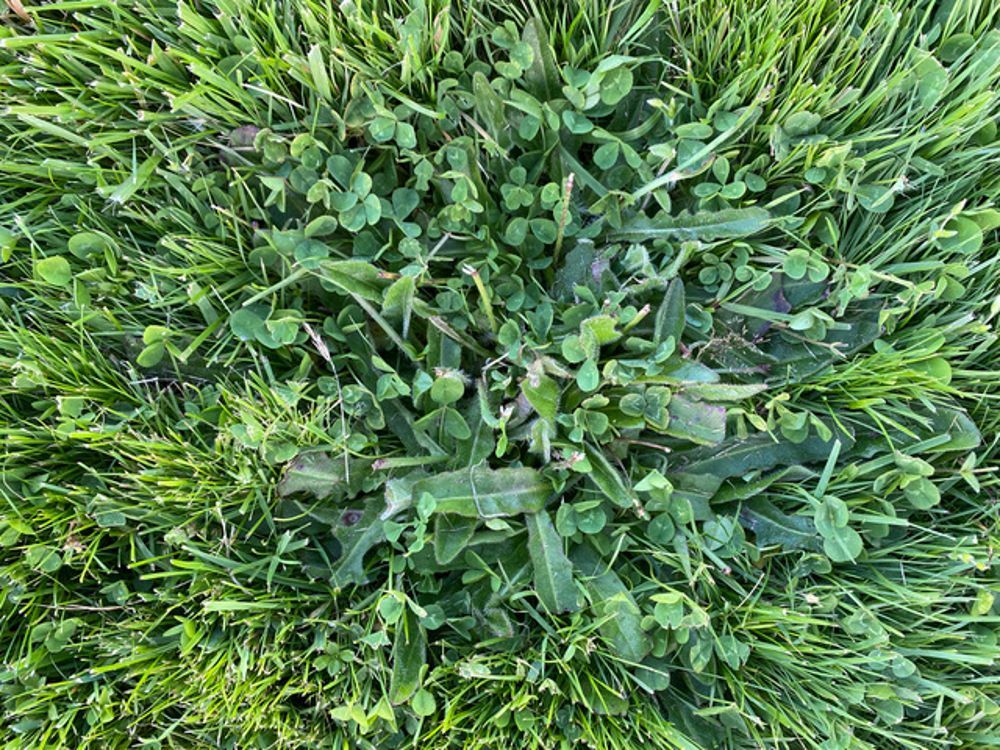 BioActive weed control clovers dominating dandelion's