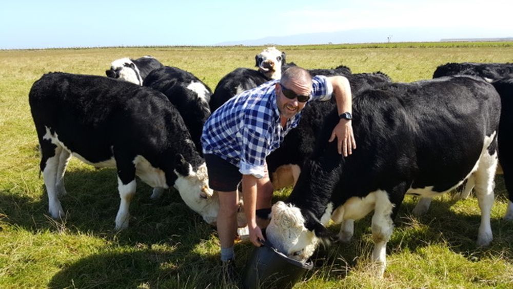Healthy cows happy farmer Te Waewae