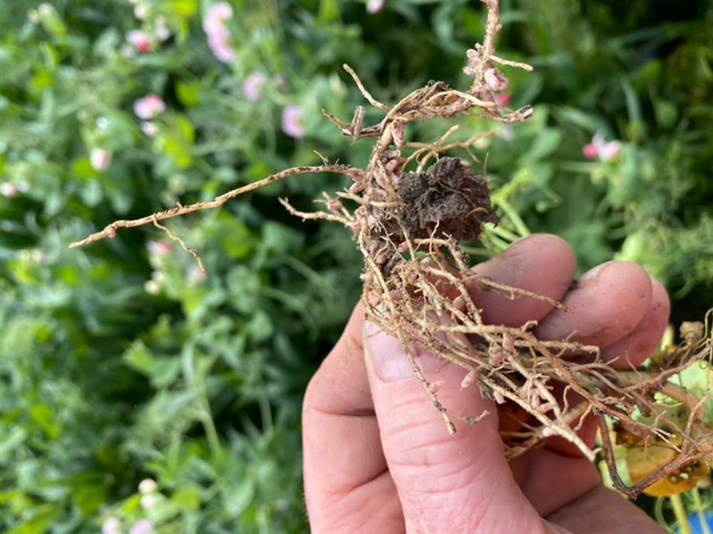 Peas (Dairy run off) Conical Hill. Note nodules one root system
