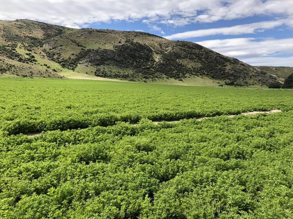 Lucerne Crop in Dry- Central Otago