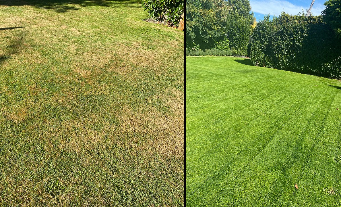 Domestic Lawn health improvement after one application of BioActive Soils nonsynthetic solid fertiliser