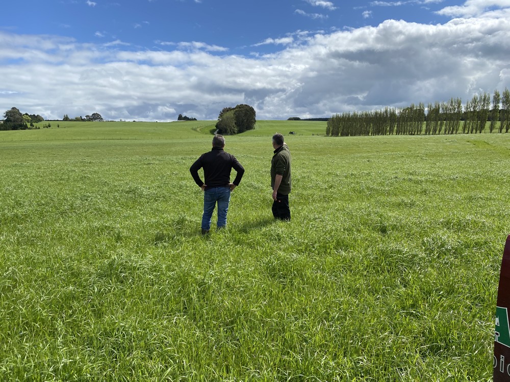 Good pasture growth in October 2020- 1 application- Edendale