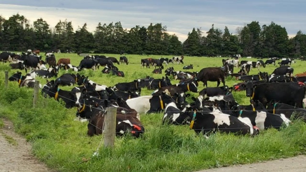 Healthy Cows with key mycelium and soil health using omega 3