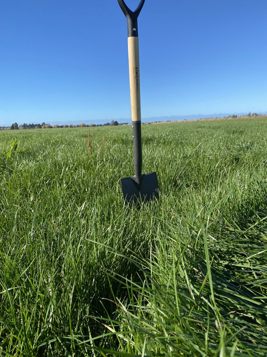 Healthy Pasture- after 5 months with 75% Nitrogen Reduction- South Canterbury