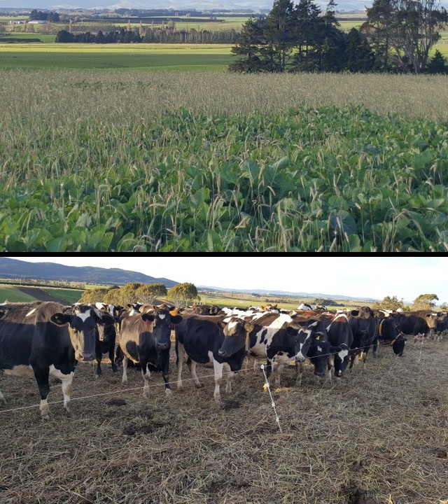 Kale & Oats Winter Crop in Wet Season - showing cows above ground