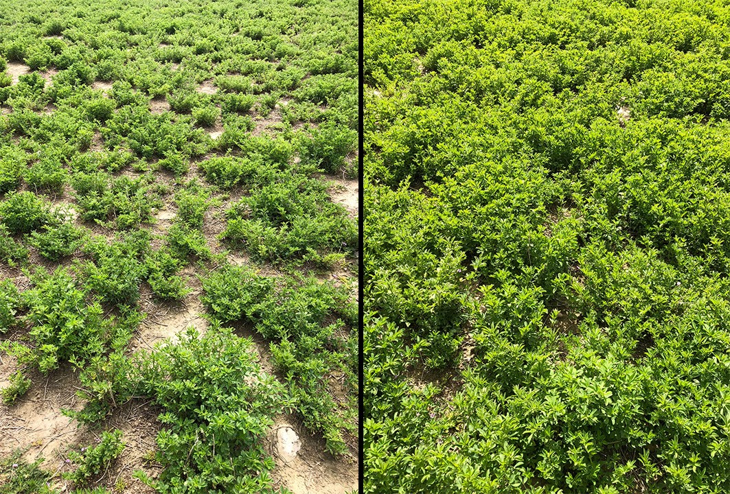 Lucerne Crop comparing performance of conventional and BioActive Soils fertiliser with the latter showing measurablely better growth