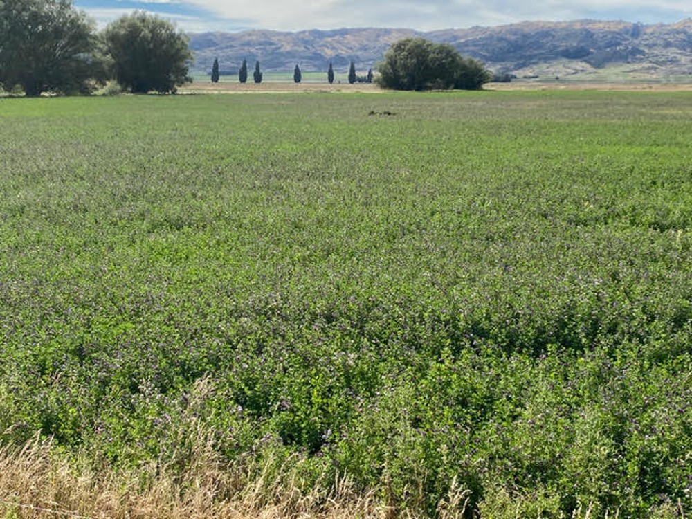 Lucerne- BioActive inoculated seed sown November 2020 (no irrigation) record cut 1st February 2021- Poolburn