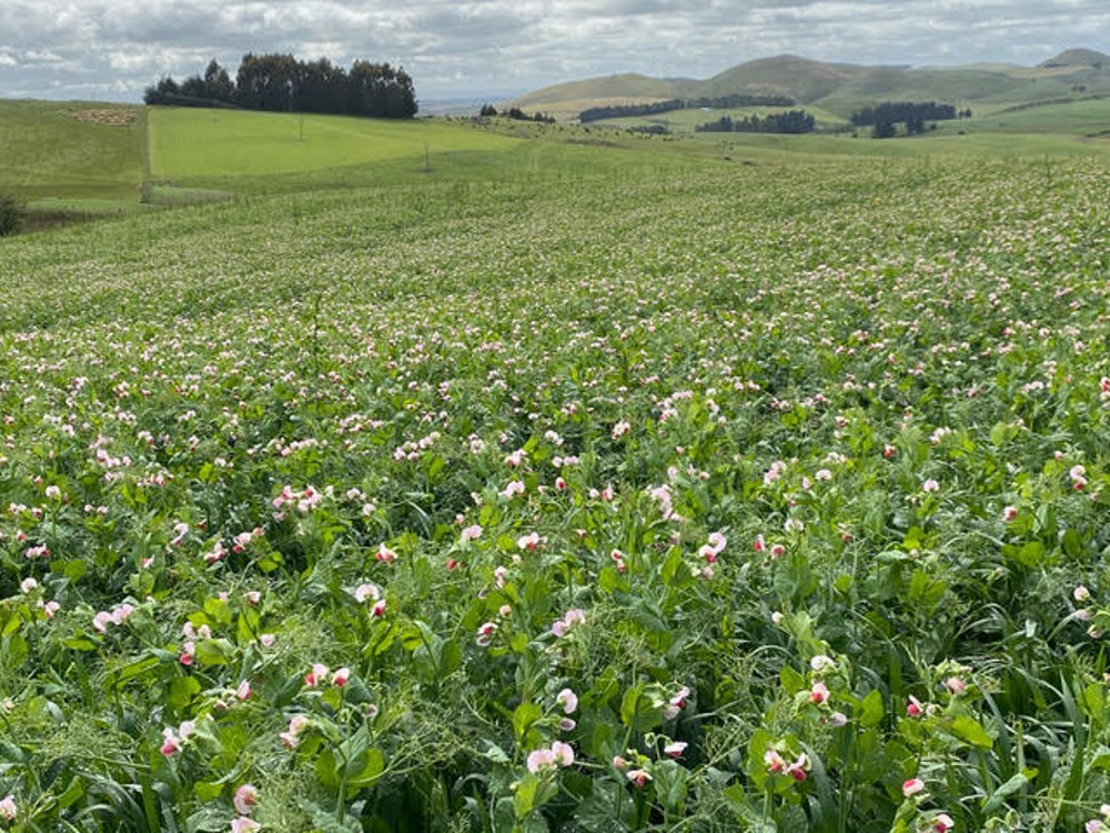 Run Off- whole crop peas & triticale- Conical Hill