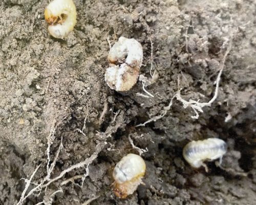 Dead grass grub from milky spore and amber disease after natural pest control BioPest applied