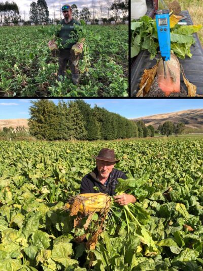 A series of 3 images showing a nutritionally dense and healthy vegetable crop that has been fertilised with BioCrop to feed livestock