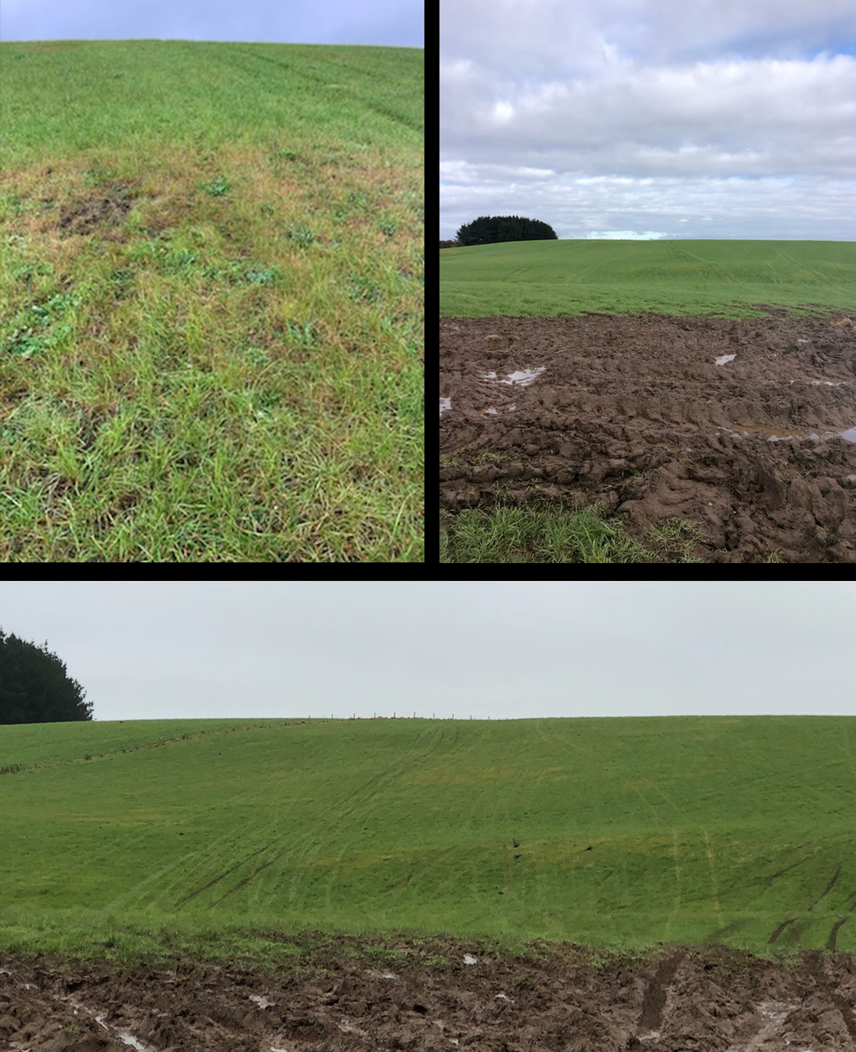 Grass paddock badly damaged by pesticide resistant grass grub that has been repaired after application of pest solution BioPest