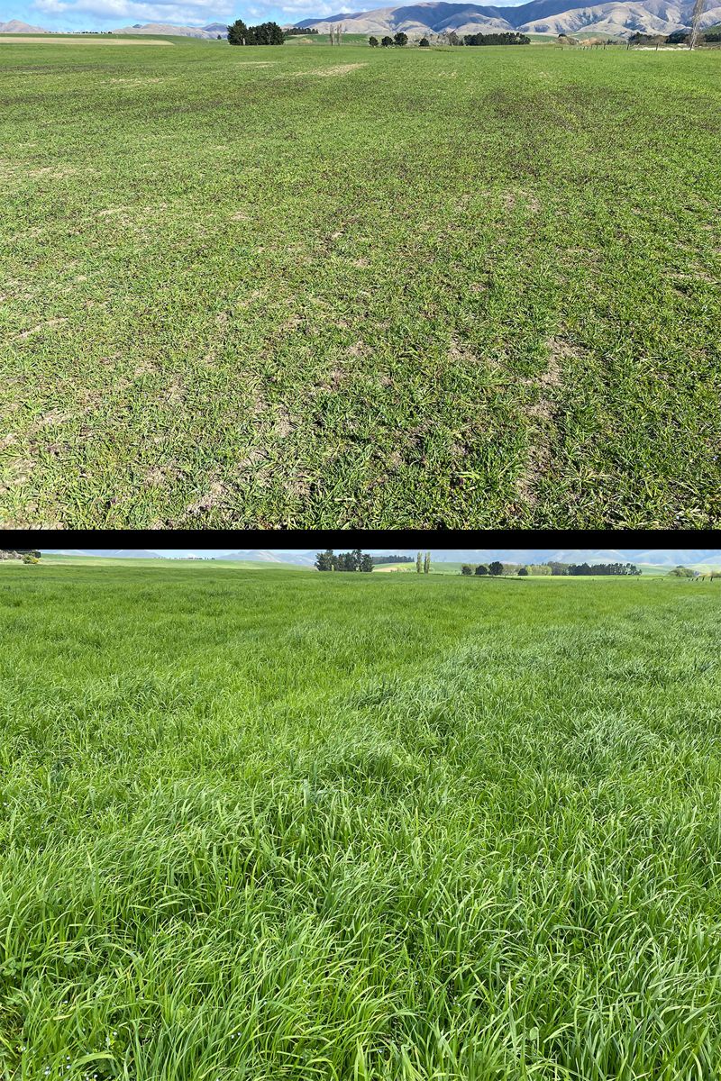 Pasture Change, South Canterbury, 1 Spread, 5 Weeks: Sept-Oct 2021