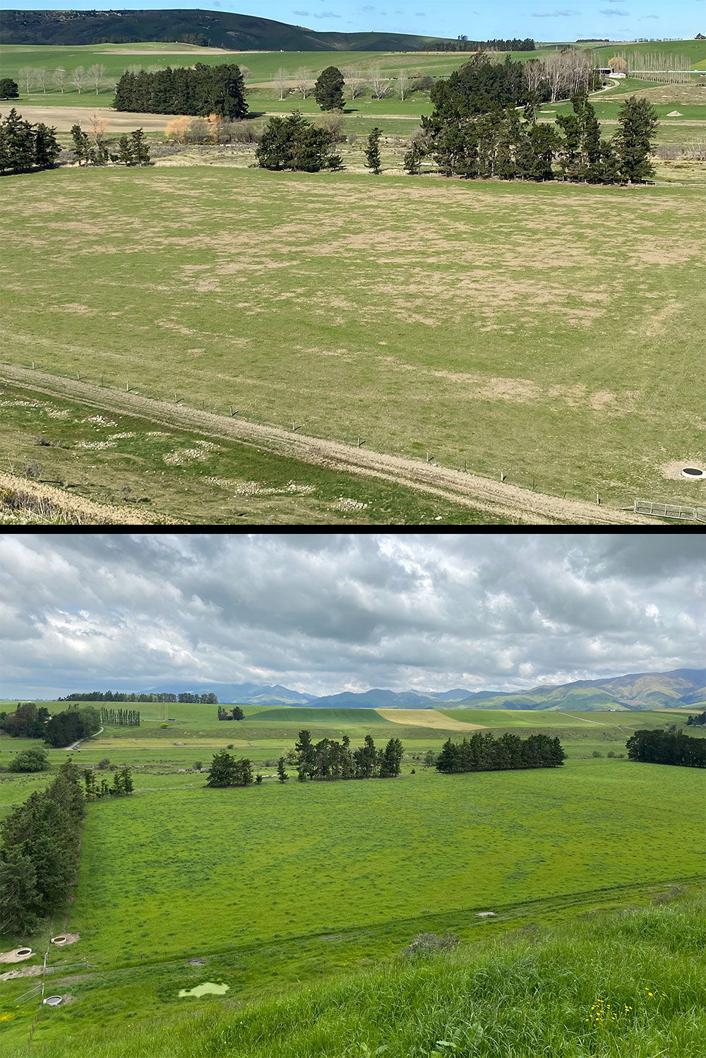 Measurable pasture improvement after grass grub damage with application of pest control product from BioActive Soils