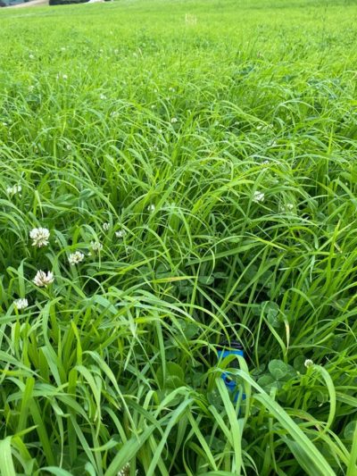 Grass pasture 4 weeks after being cut showing rapid growth and clover after fertilisation with BioFish