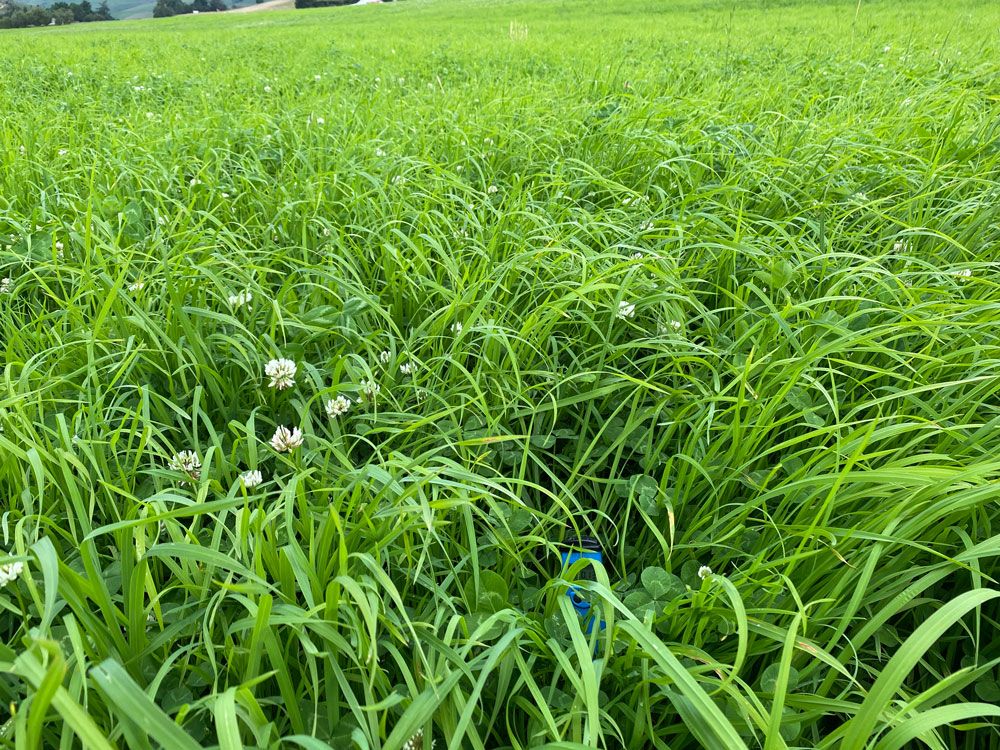 Grass pasture 4 weeks after being cut showing rapid growth and clover after fertilisation with BioFish