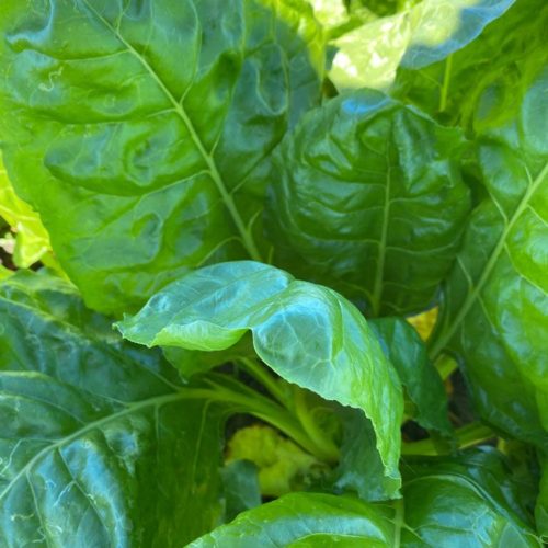 Healthy and pest free fodder beet leaves grown using BioCrop solid fertiliser