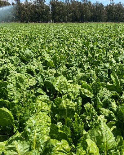 Healthy fodder beet growing with high-performing crop fertiliser