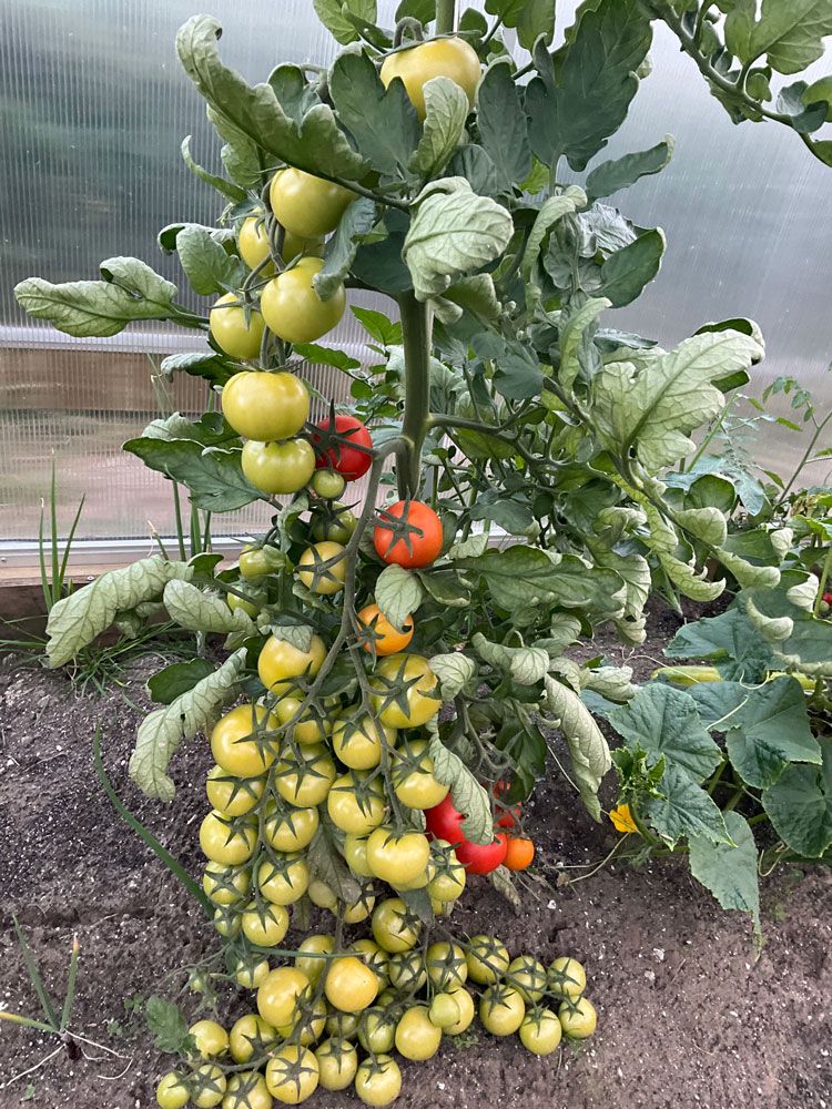 New tomato crop- grown on sandy soil- Southland