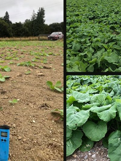 Swede crop in Southland showing growth and health improvement after one application of BioFish fertiliser