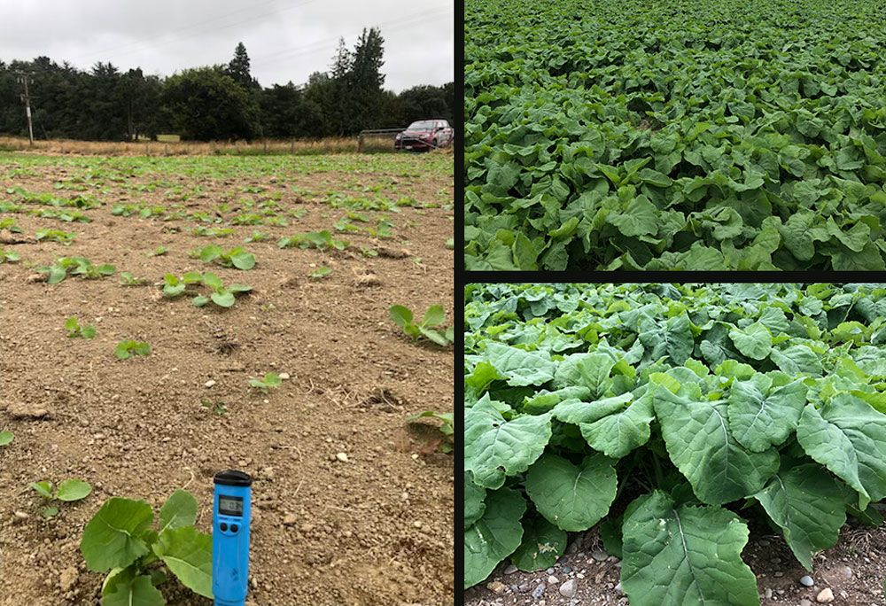 Significant Swede Crop Improvement- 1 Application of BioBoost, Change in 8 days, Mabel Bush Southland