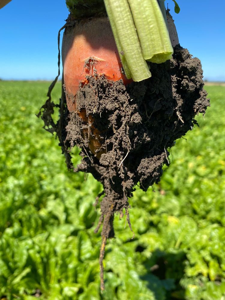 Sizeable tap root on healthy fodder beet crop, established with BioCrop, Mid Canterbury, Jan 2022