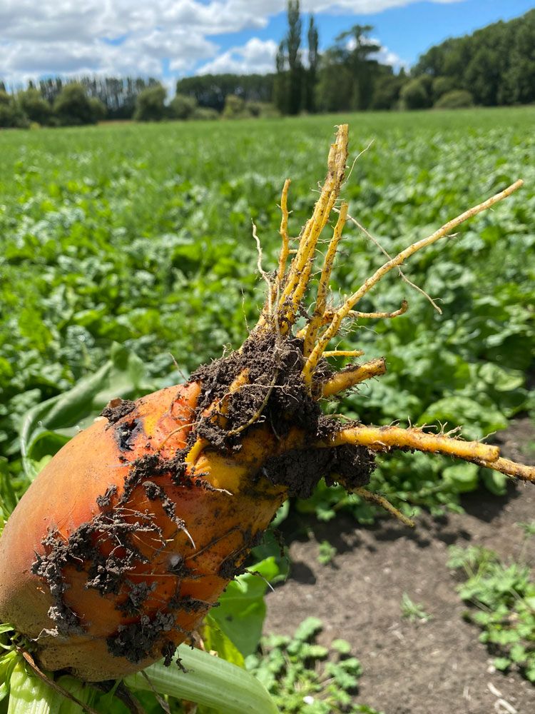 Fodder beet roots growing fast in healthy soil after using BioCrop natural fertiliser