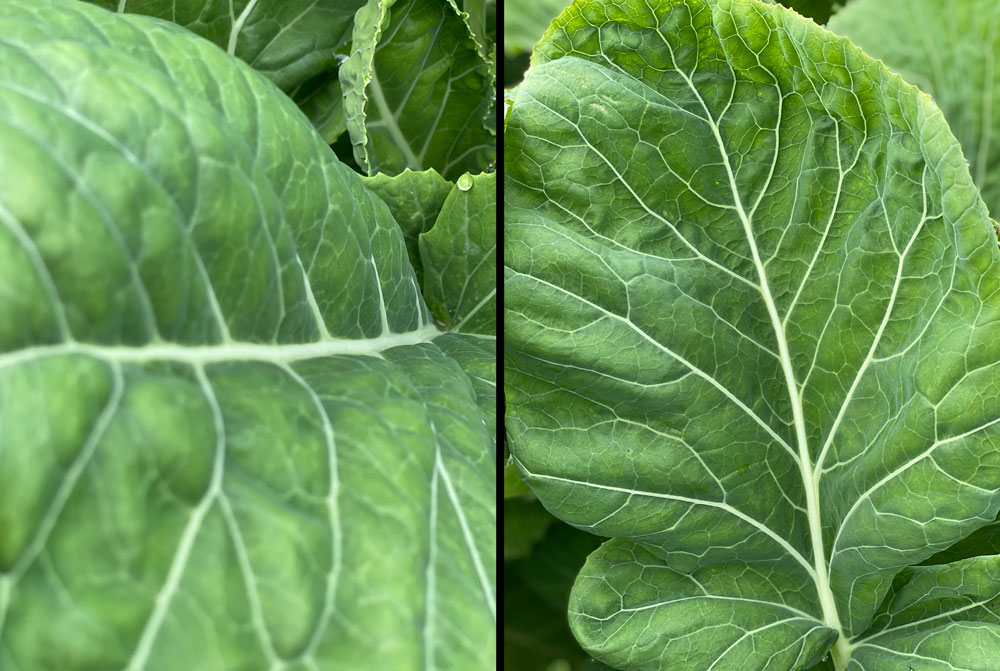 Healthy leaf vein growth on a kale crop farm using BioCrop fertiliser in Canterbury