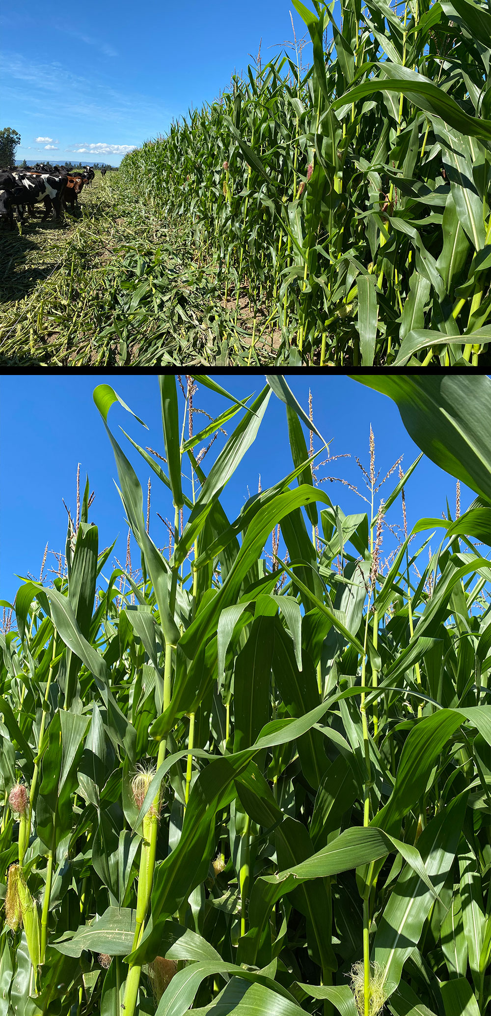 Healthy maize crop showing fast growth after farmed with BioActive Soils fertiliser