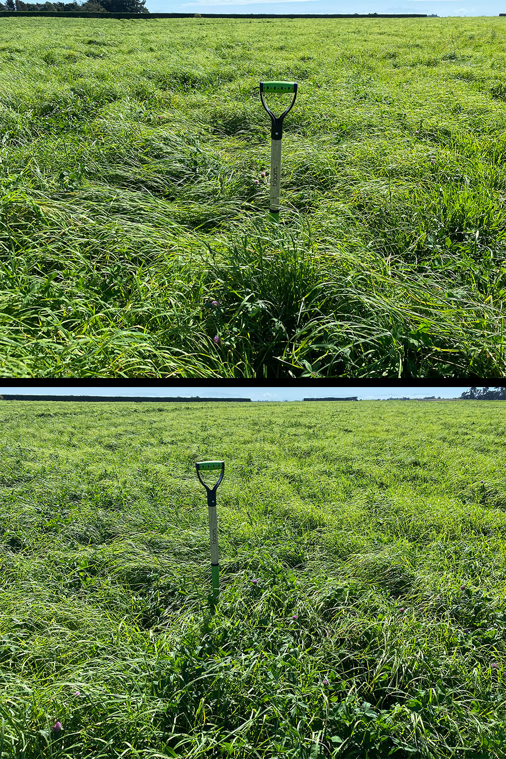 Strong grass growth, Dairy grazing, BioBoost Plus, Mid Canterbury, March 2022
