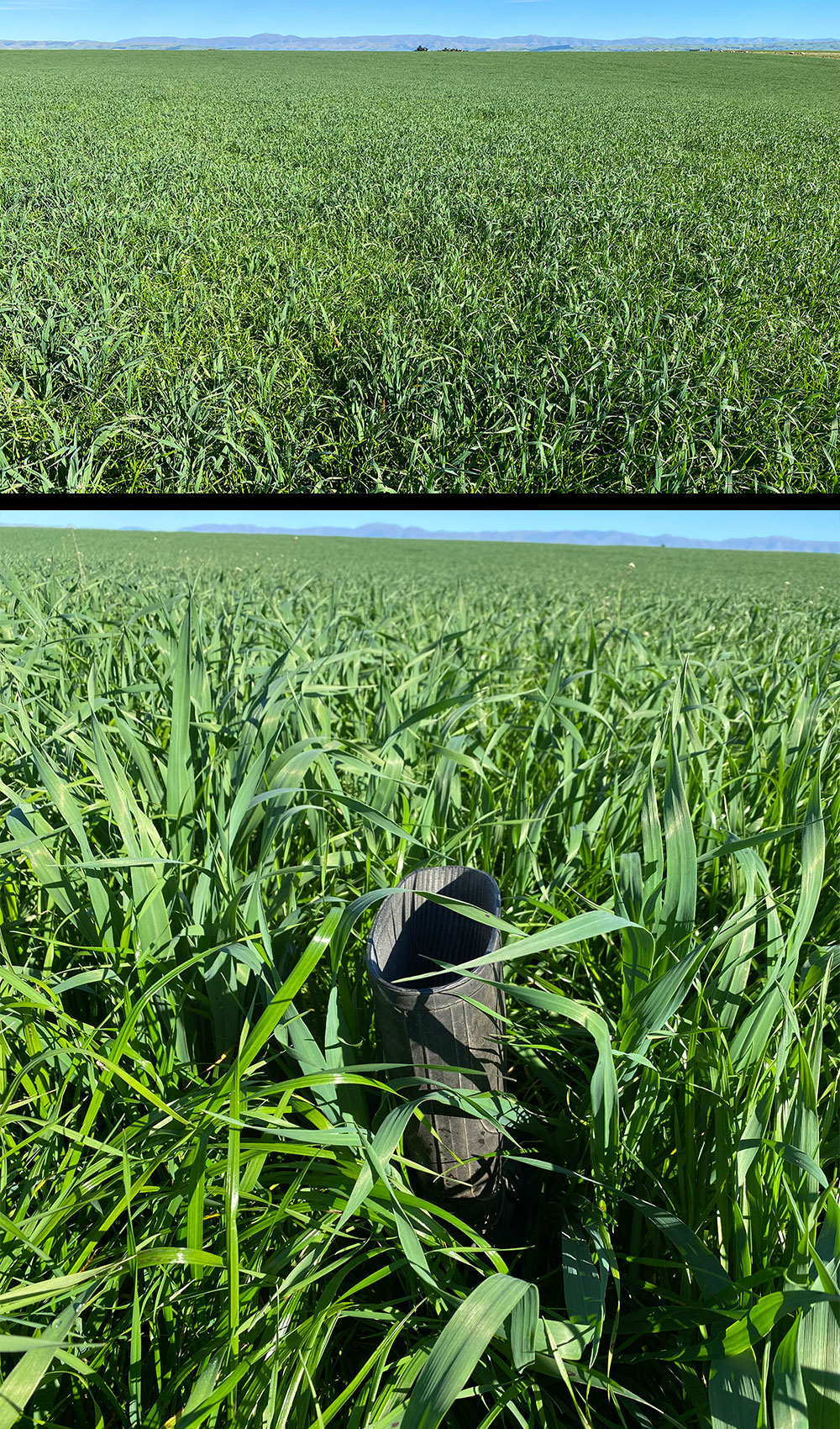 Oats and Grass paddock, BioCrop + Humate, Mid Canterbury, established Mid March, photos early May 2022